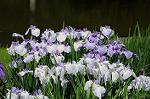 Dcim6929/DSC_2883