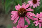 Dcim6945/DSC_5230