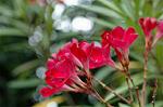 Dcim6945/DSC_5239