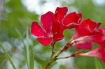 Dcim6945/DSC_5245