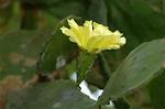 Dcim6945/DSC_5253
