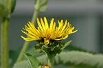 Dcim6945/DSC_5332