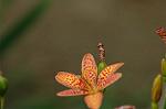 Dcim6945/DSC_5356