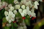 Dcim6945/DSC_5373