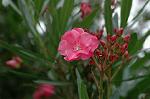 Dcim6948/DSC_5513