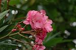 Dcim6948/DSC_5516