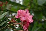 Dcim6948/DSC_5517