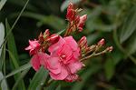 Dcim6948/DSC_5519