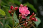 Dcim6948/DSC_5520