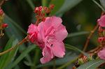 Dcim6948/DSC_5525