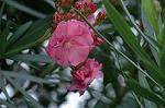 Dcim6948/DSC_5526