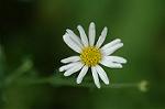 Dcim6948/DSC_5557