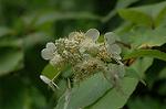 Dcim6948/DSC_5559