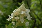 Dcim6948/DSC_5567
