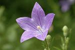 Dcim6948/DSC_5592