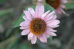 Dcim6954/DSC_5624