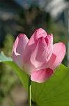 Dcim6954/DSC_5638
