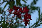 Dcim6954/DSC_5654