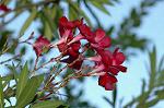 Dcim6954/DSC_5657