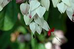 Dcim6955/DSC_5784
