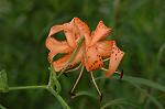 Dcim6957/DSC_5805