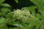 Dcim6957/DSC_5822