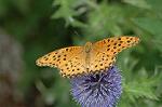 Dcim6960/DSC_5954