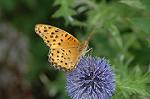 Dcim6960/DSC_5956