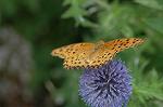 Dcim6960/DSC_5958