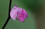 Dcim6961/DSC_6040