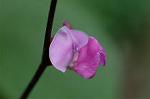 Dcim6961/DSC_6041