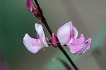 Dcim6961/DSC_6043