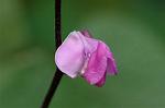 Dcim6961/DSC_6046