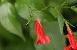 Dcim6961/DSC_6084