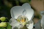Dcim6961/DSC_6097