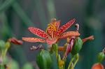Dcim6961/DSC_6104