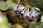 Dcim6970/DSC_6175
