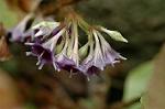 Dcim6970/DSC_6196