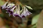 Dcim6970/DSC_6198