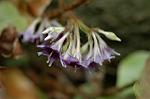 Dcim6970/DSC_6203