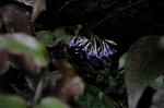 Dcim6971/DSC_0907