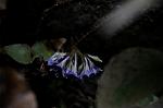 Dcim6971/DSC_0910