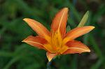 Dcim6985/DSC_6229