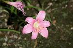 Dcim6986/DSC_6386
