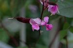 Dcim6986/DSC_6411