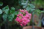 Dcim6987/DSC_3964