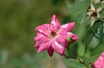 Dcim7003/DSC_6504