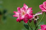 Dcim7003/DSC_6505