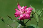 Dcim7003/DSC_6506