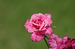 Dcim7003/DSC_6507
